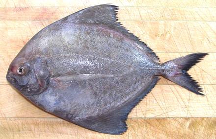 Black Pomfret (Karuppu Vavval)